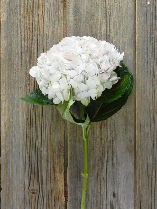 ANTIQUE  PINK HYDRANGEA